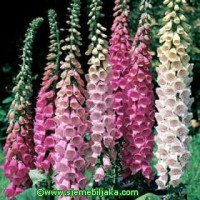 /album/digitalis-purpurea/digitalis-purpurea-jpg/